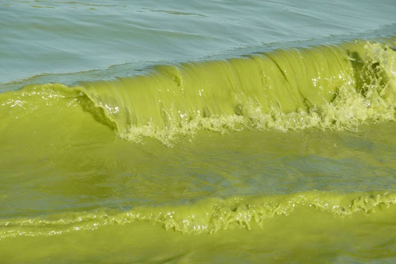 Green algae in Lake Erie.