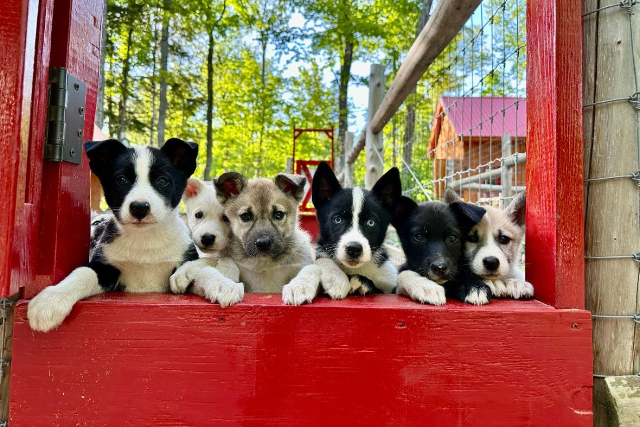 Puppies look at the camera as they play on a gate to their pen