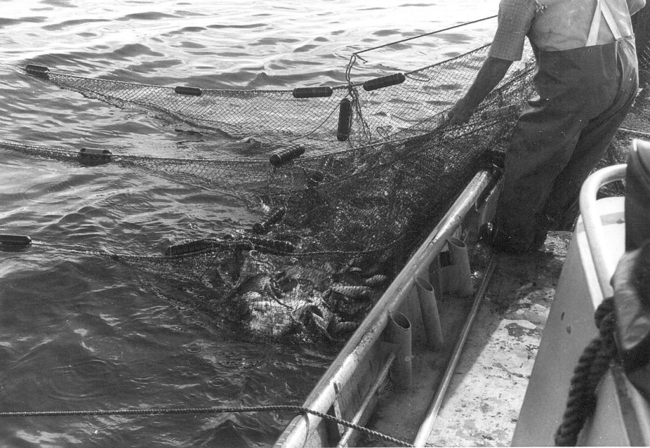 A black-and-white of a fisherman getting fish into the nets.