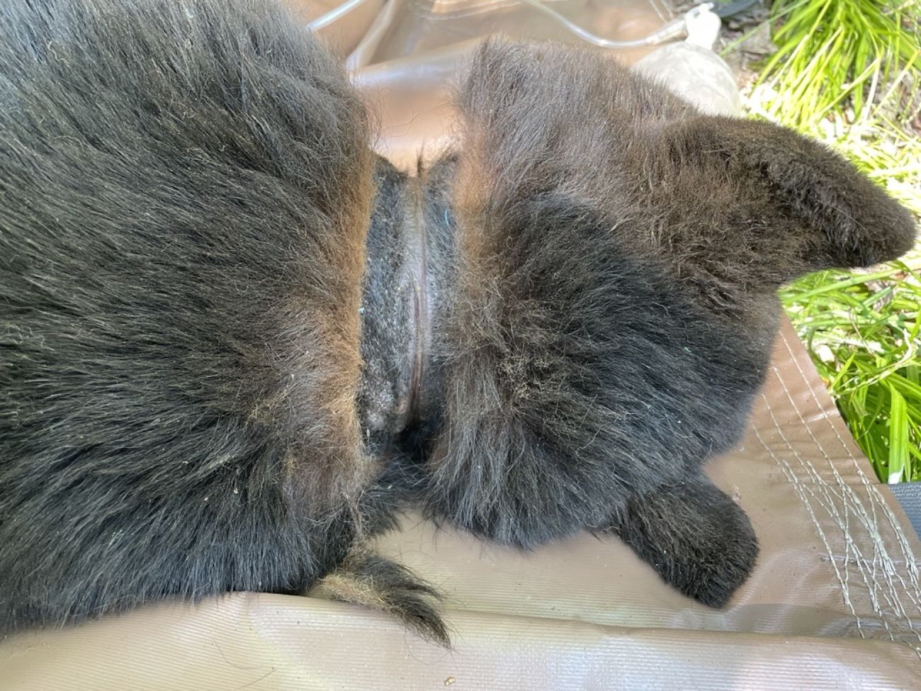 Deep scar in the neck of a black bear that had been trapped with a plastic lid around its neck.