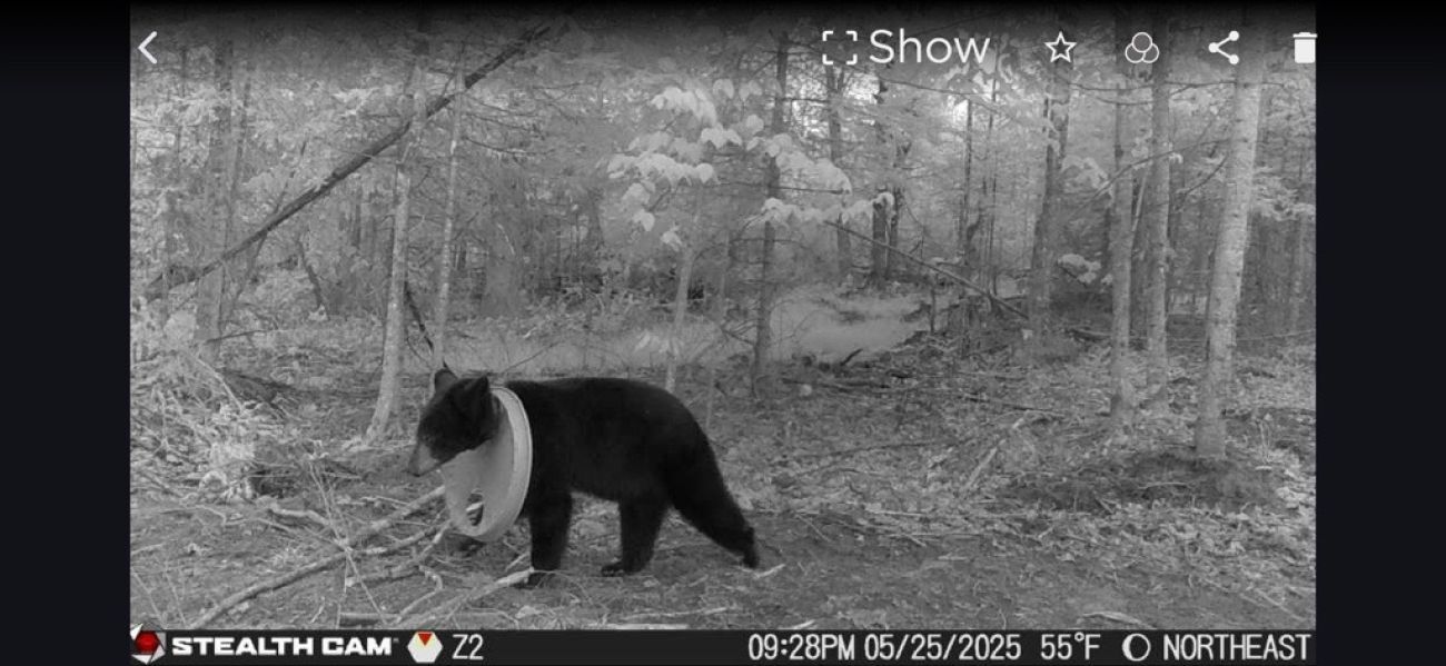 B&W image of a bear with a plastic lid stuck around its neck