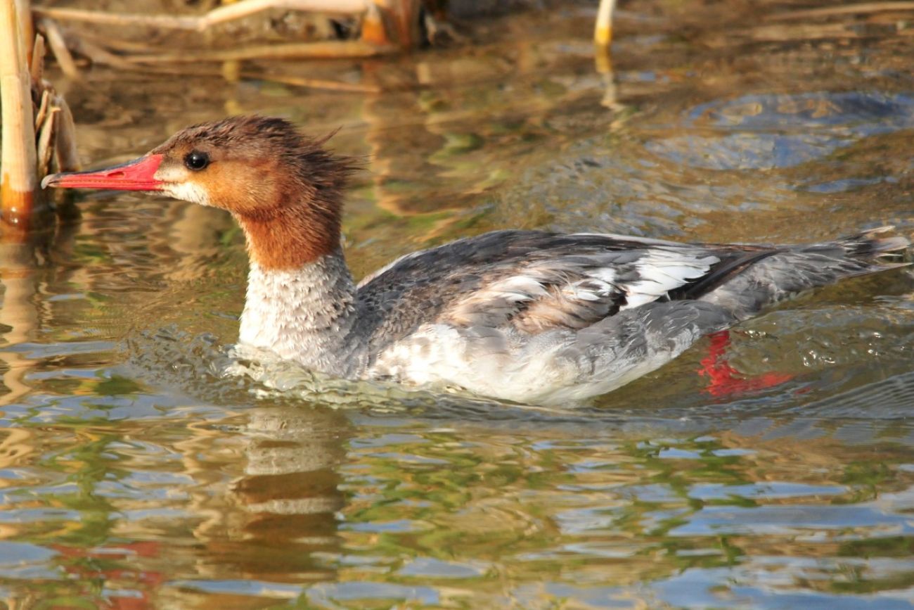 A common merganser, a type of duck, swims in a lake