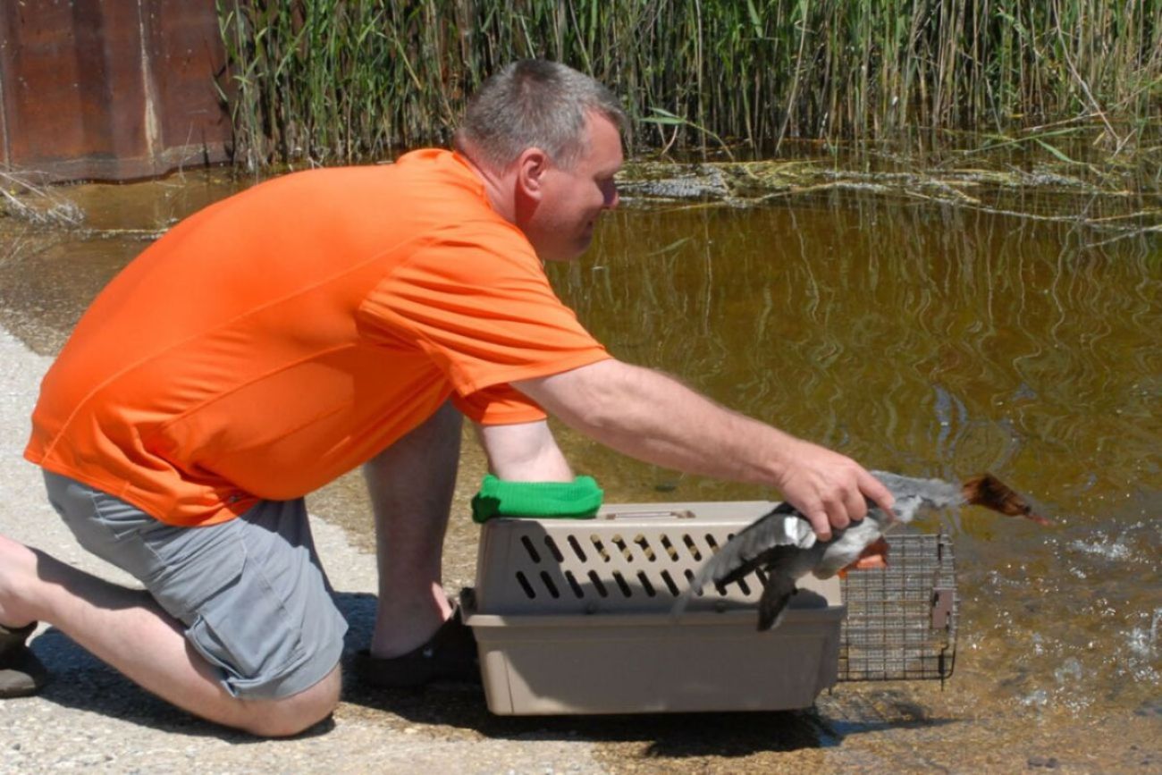 A man kneels on a beach alongside a lake and opens a crate to release a duck