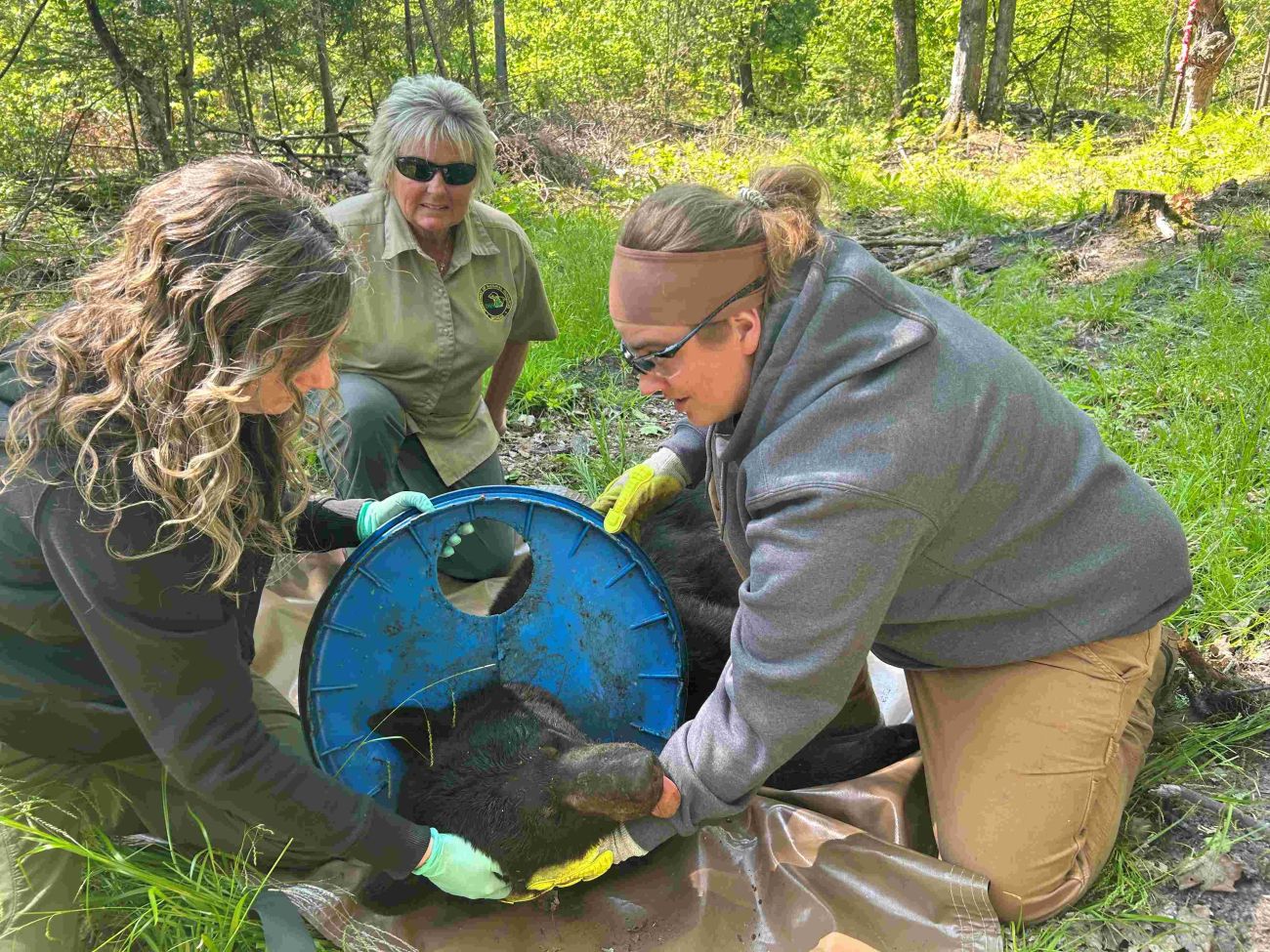 Wildlife workers remove a blue plastic lid stuck around a bear's neck.