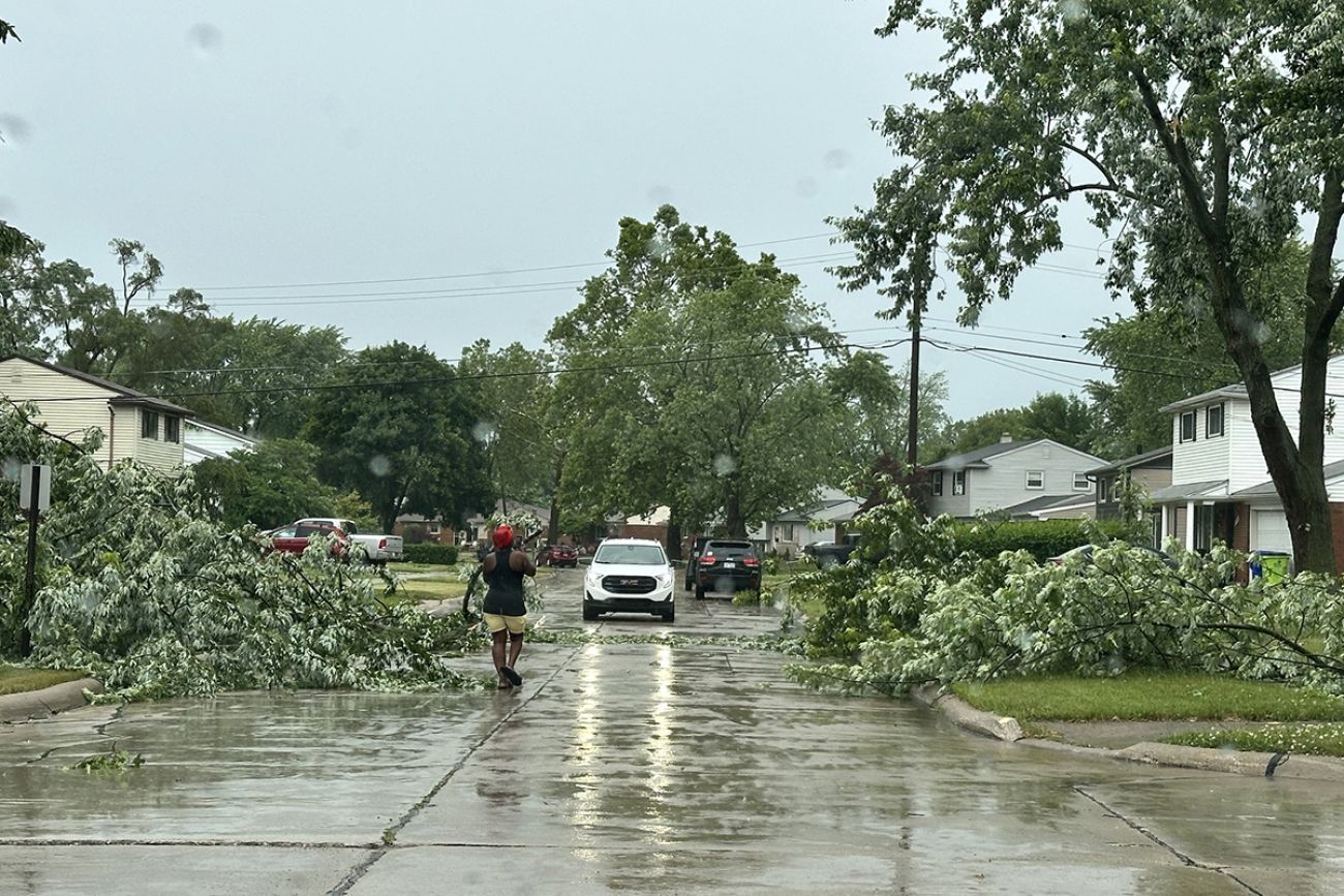 Down trees on the road.