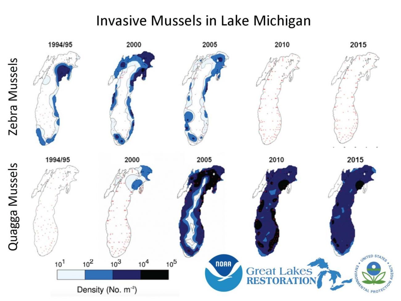 A graphic showing the amount of zebra and quagga mussels throughout the years.