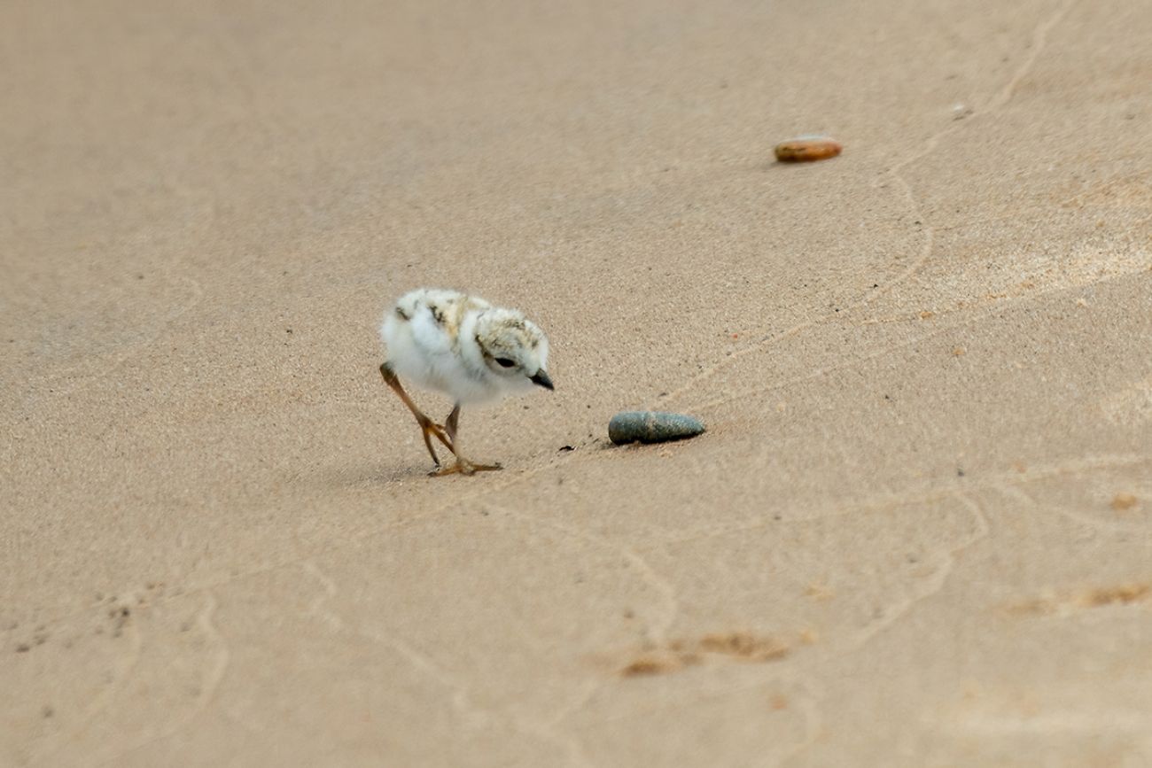 A piping plover chick looks at a stone on a beach.