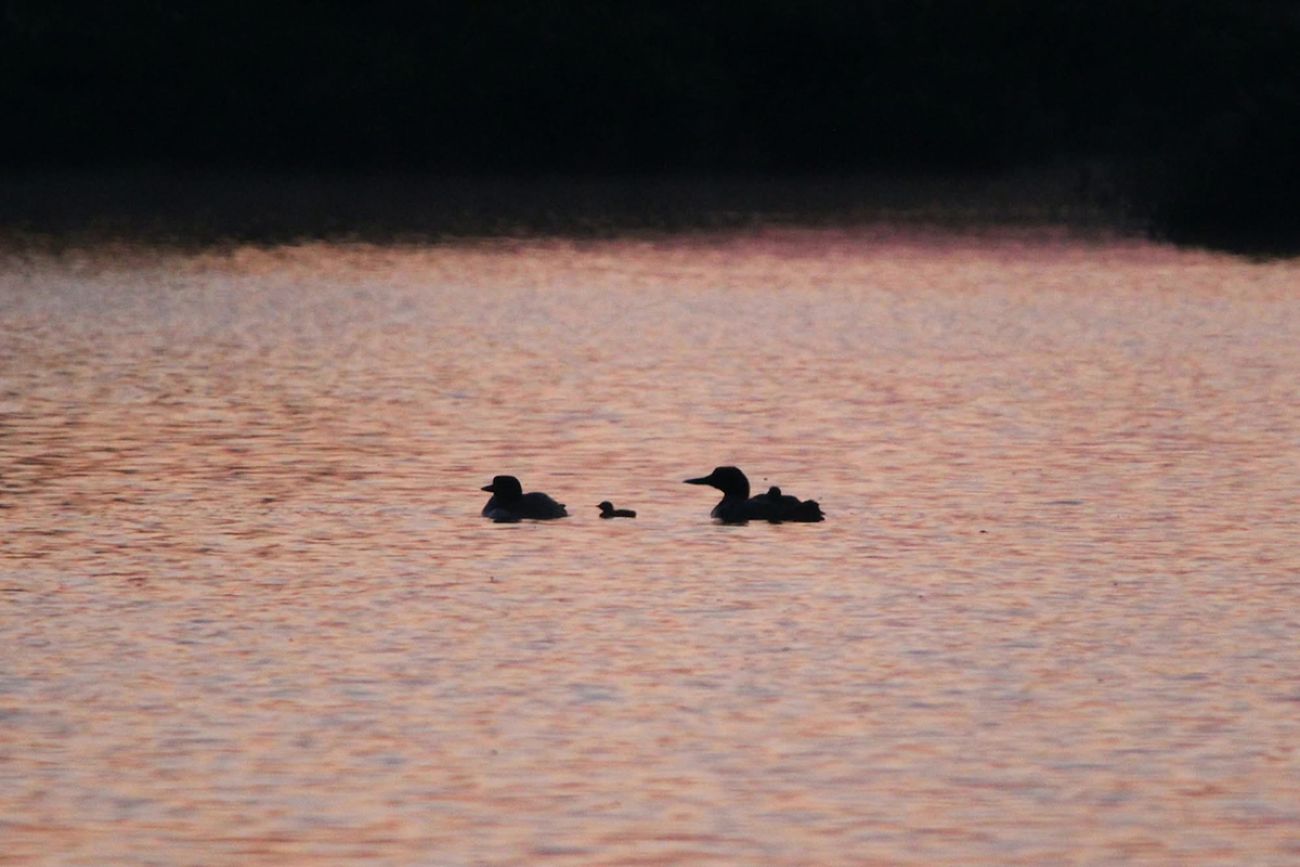 Fe and her chicks are swimming in a lake.
