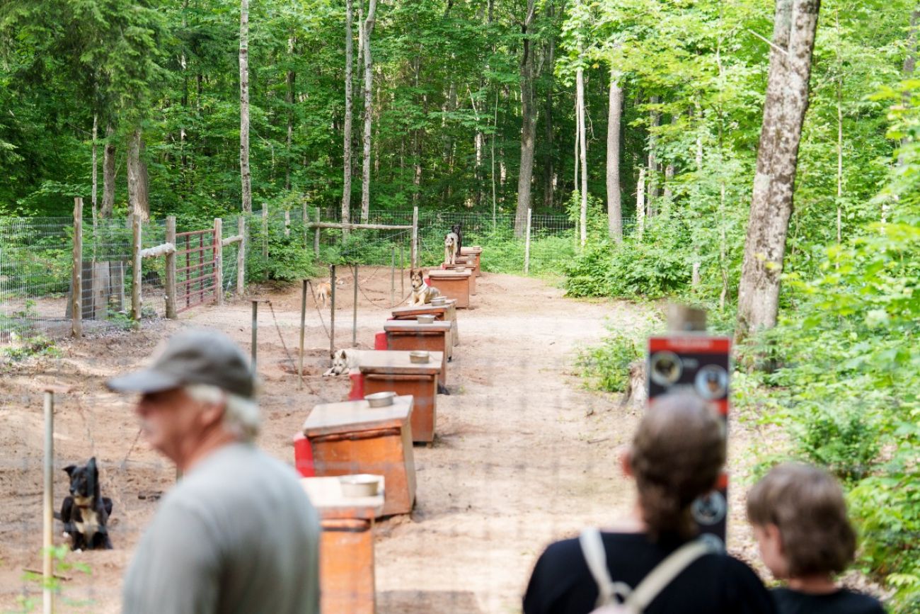 People look at rows of doghouses with dogs lazing around them