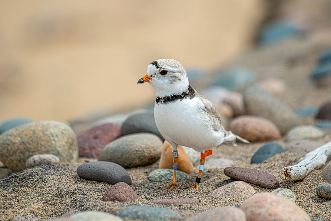 A piping plover walking by some pebbles.