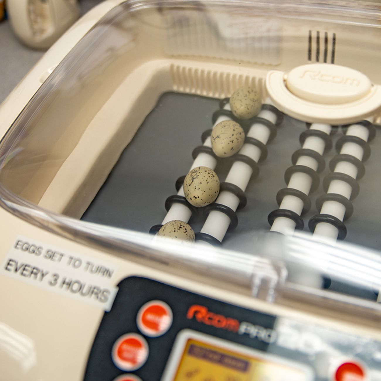 Eggs in an incubator.