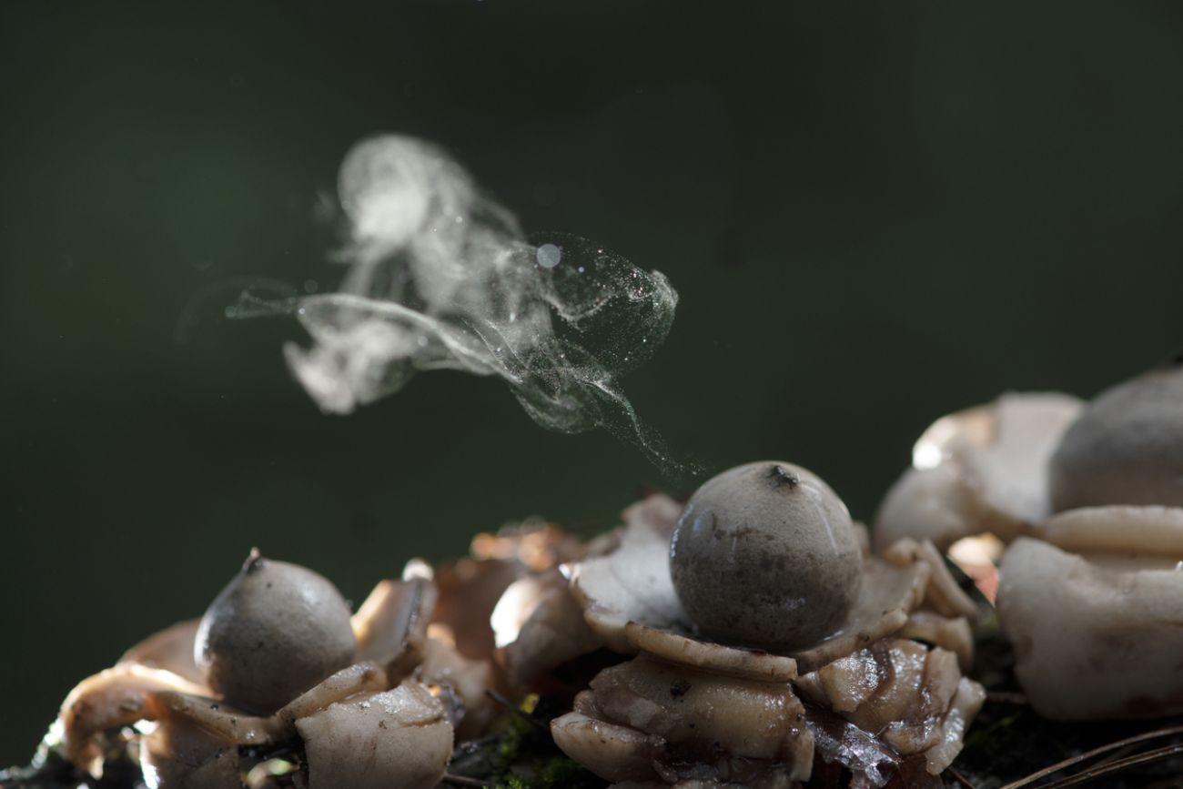  Puffball mushroom releasing spores dust in a tropical rainforest.