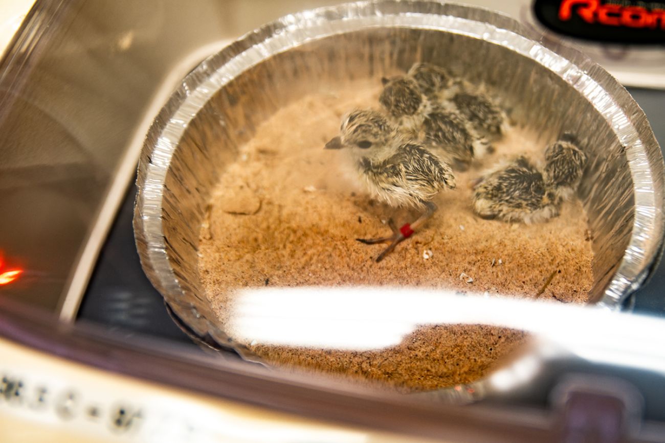 Four hatched piping plover chicks in a silver pie plate.
