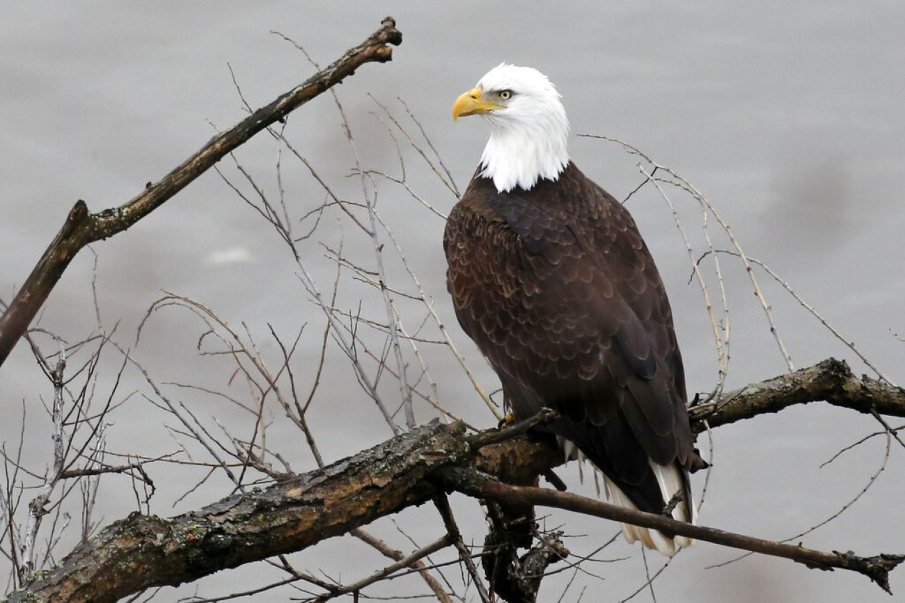 An eagle on a tree branch.