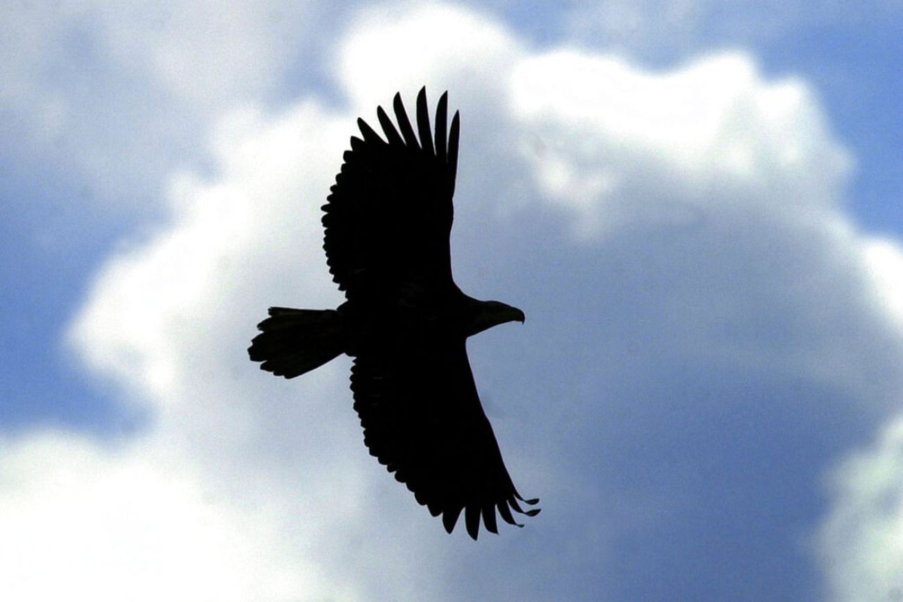 An eagle flying in the sky.