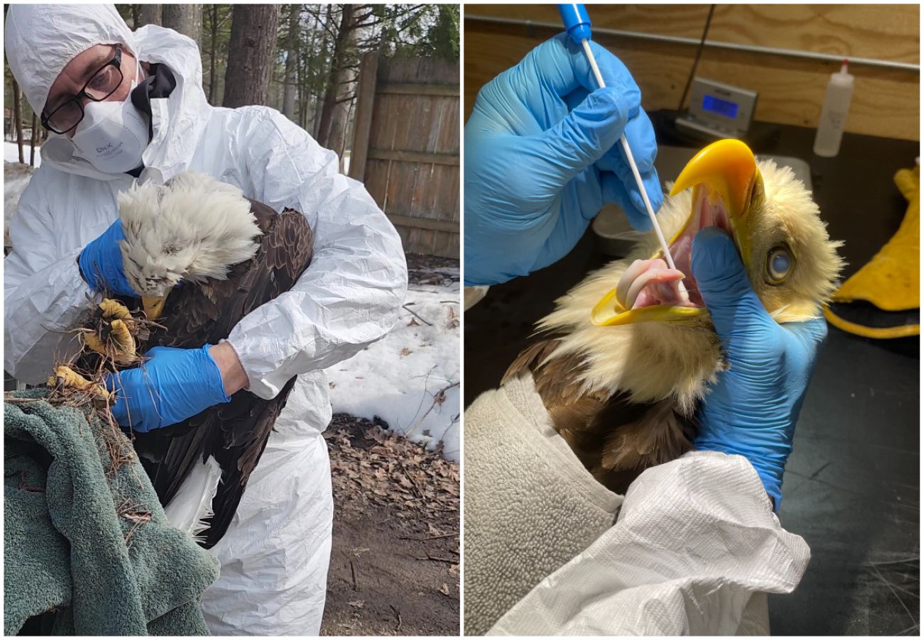 Left: Someone holding an eagle. Right: Someone is treating an eagle.