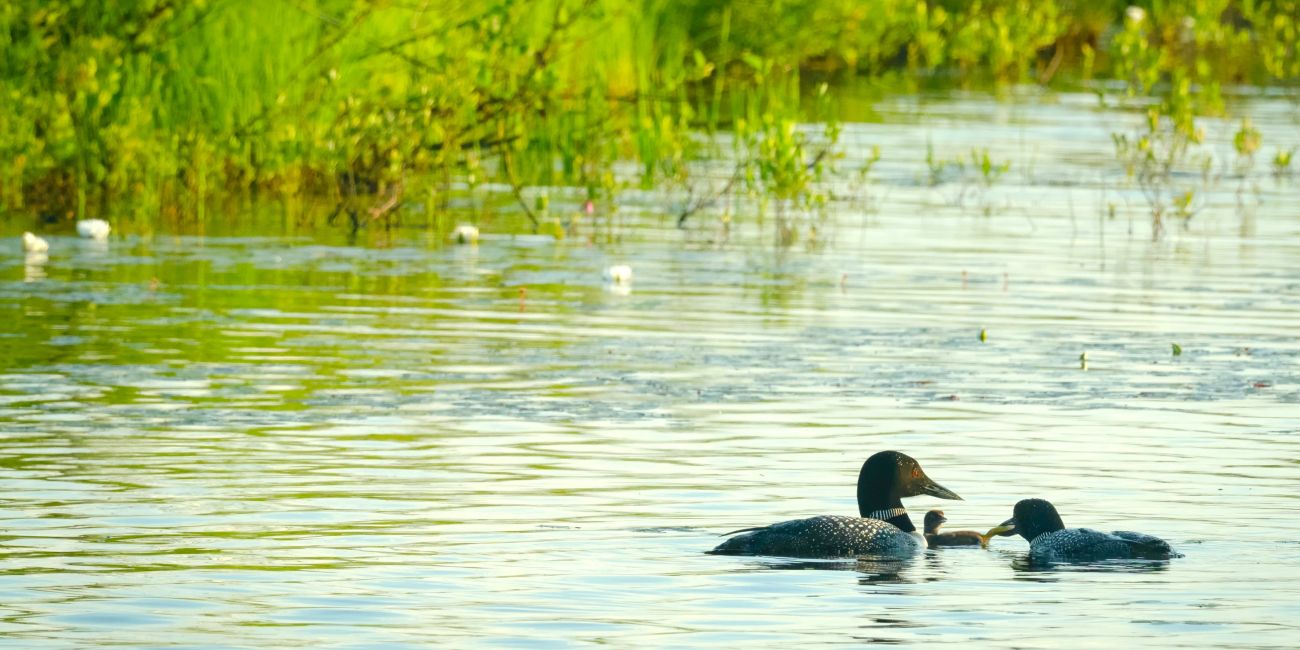Birds in a lake on a sunny day.