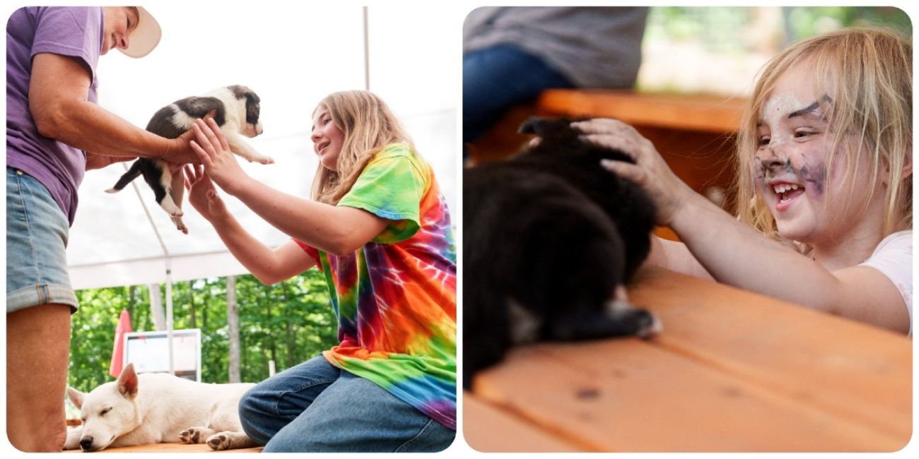 In this collage of two images, people play with puppies