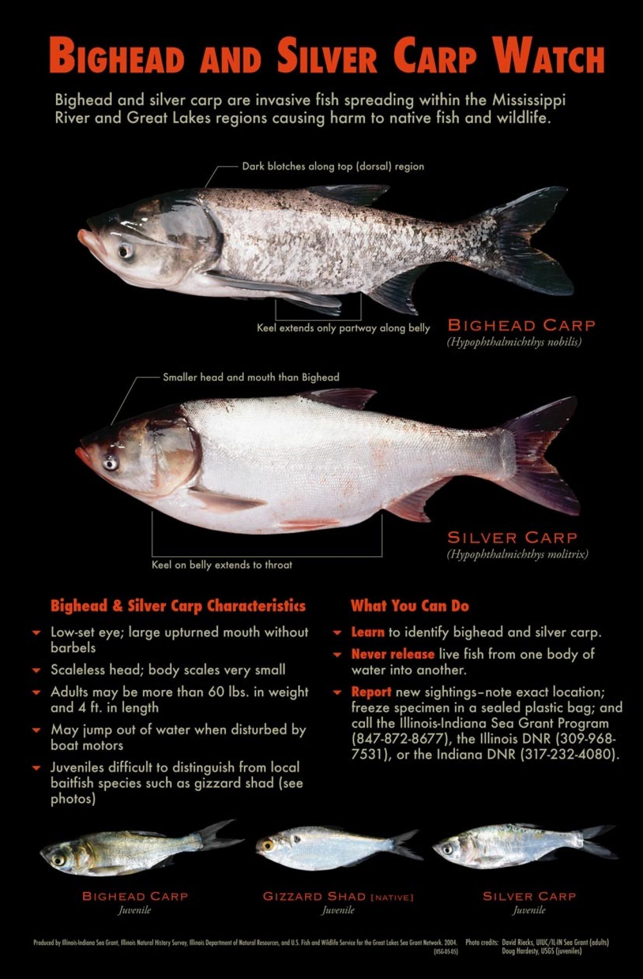 Asian carp, from mouth to tail