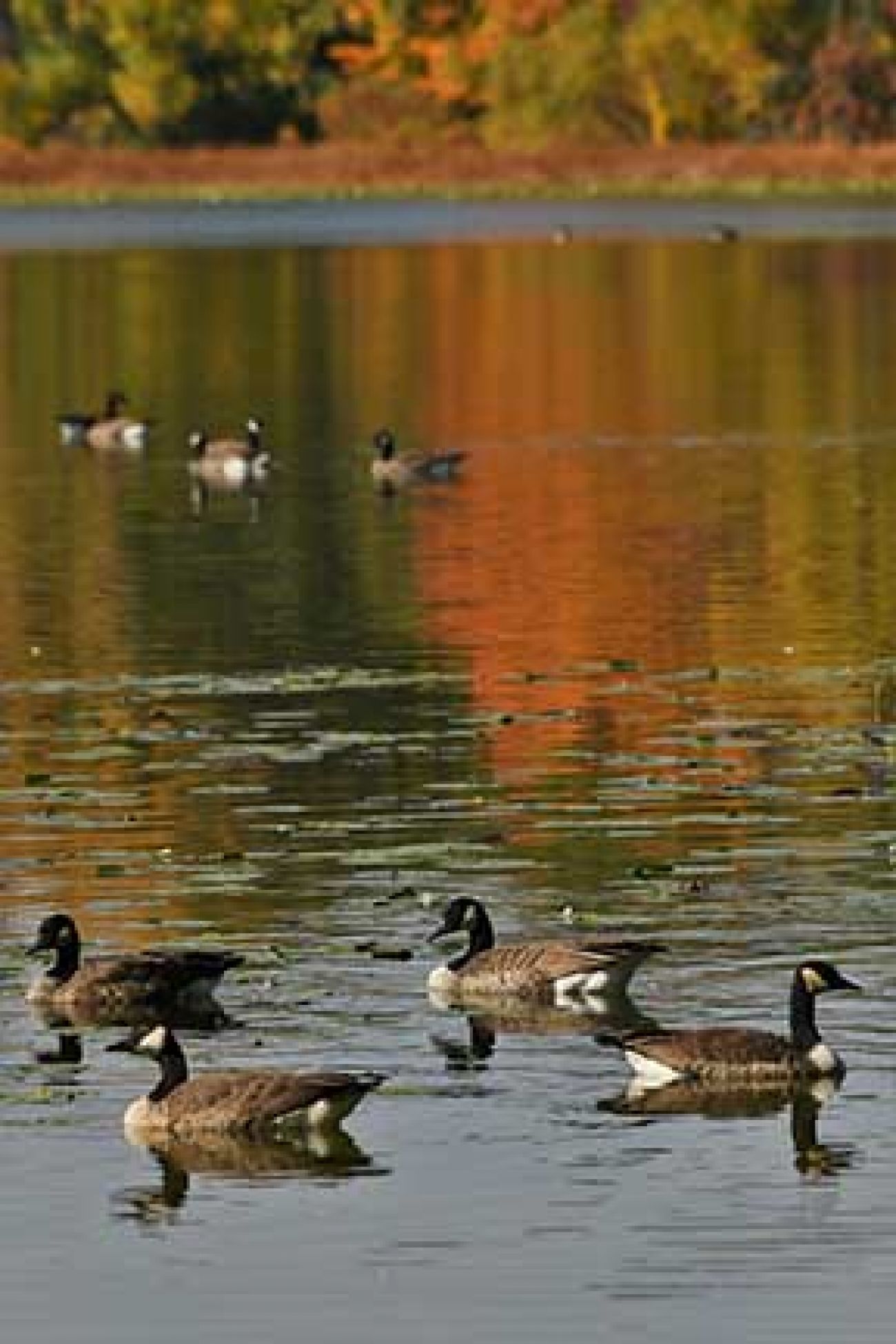 Canada geese on Wintergreen Lake