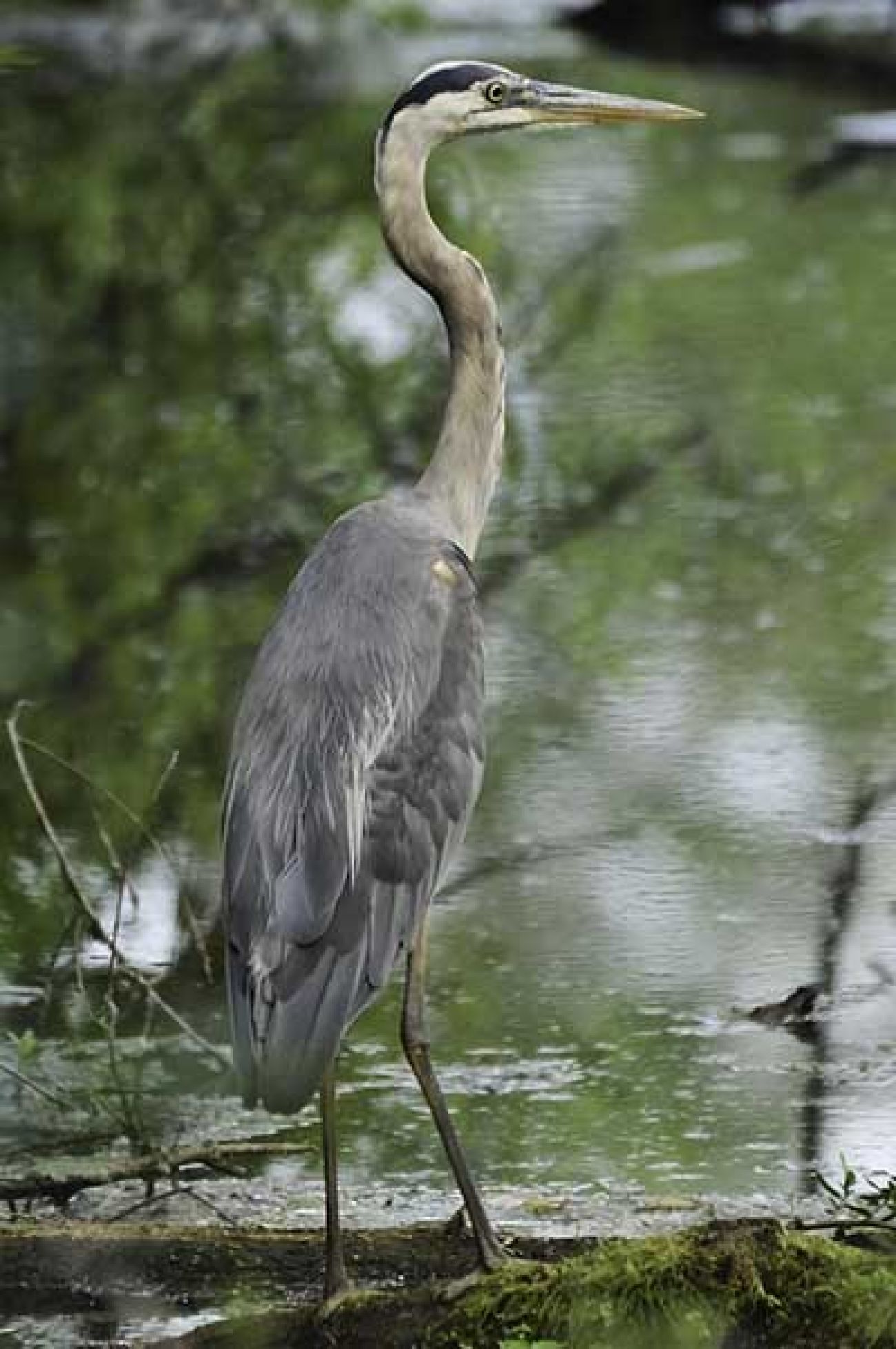 A great blue heron on the banks of the River Raisin.