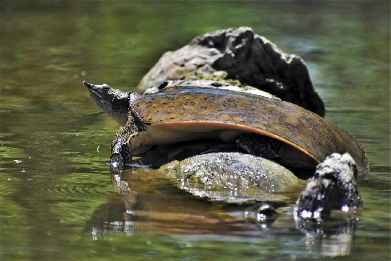 softshell turtle 