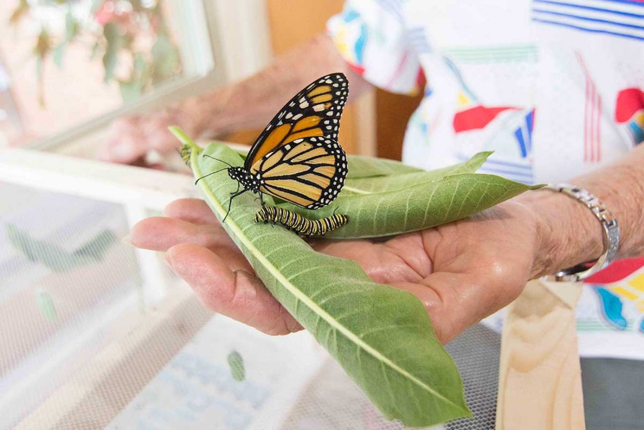 Monarch butterfly larvae