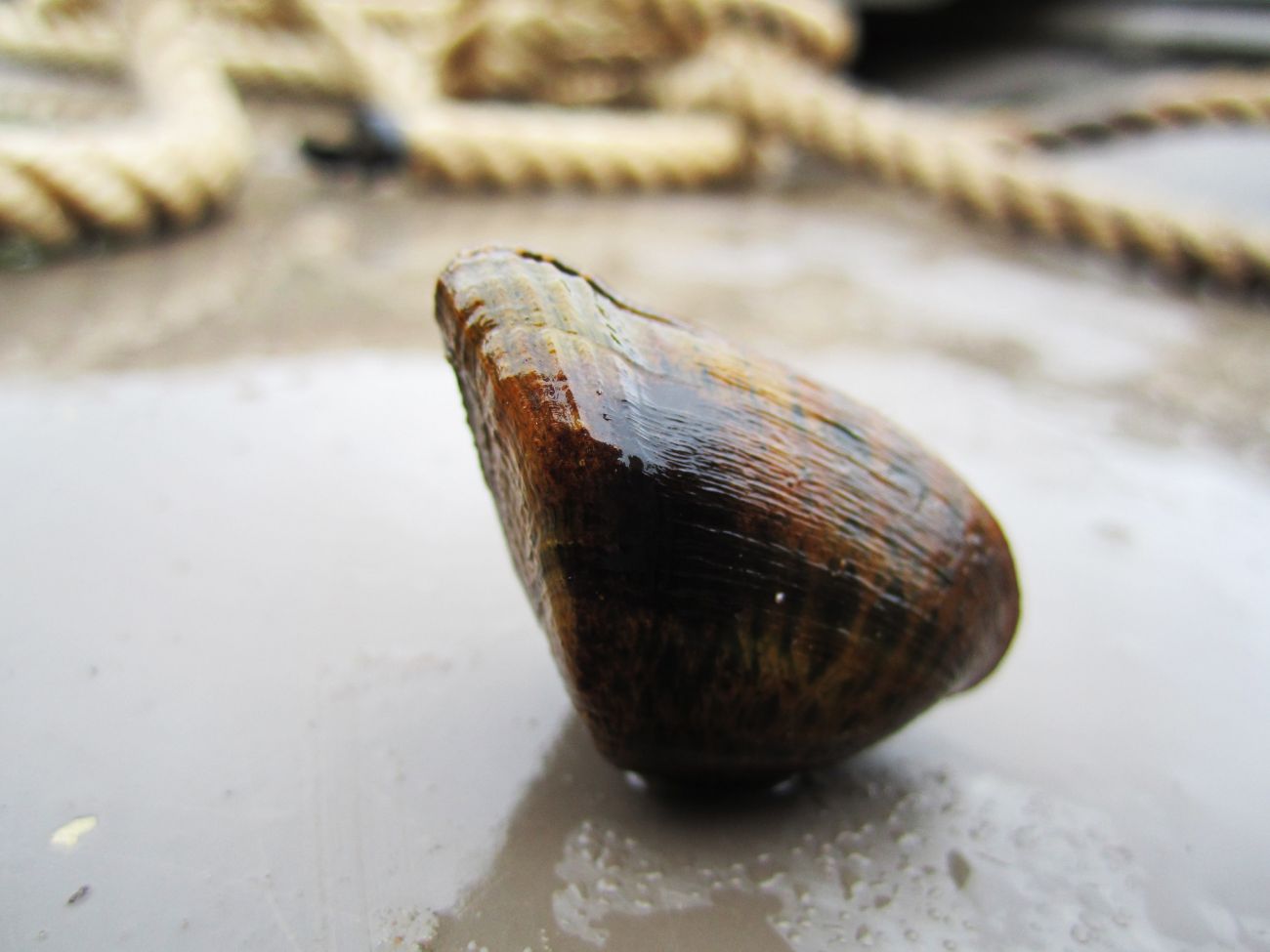 snuffbox mussel