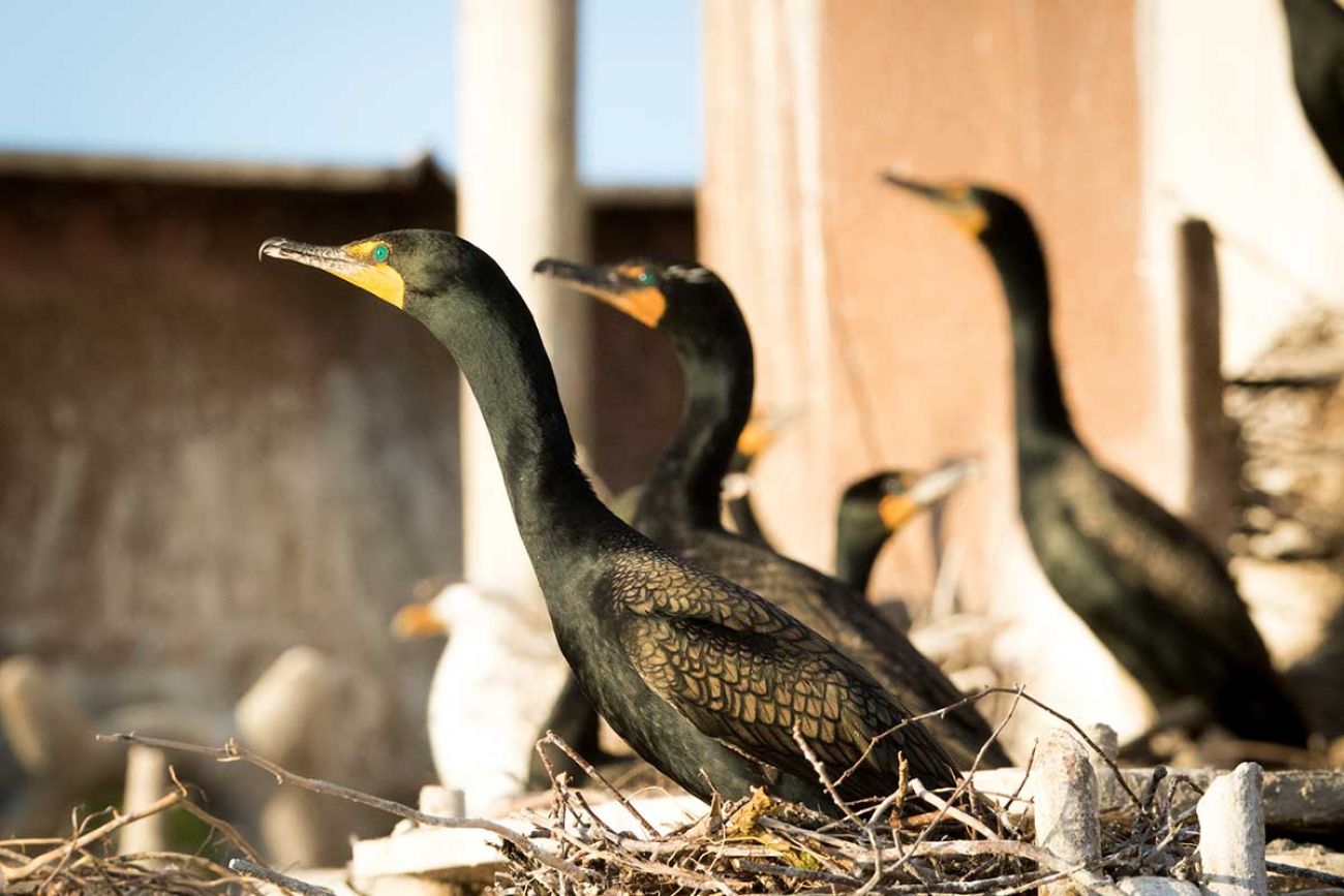 cormorants on a ship