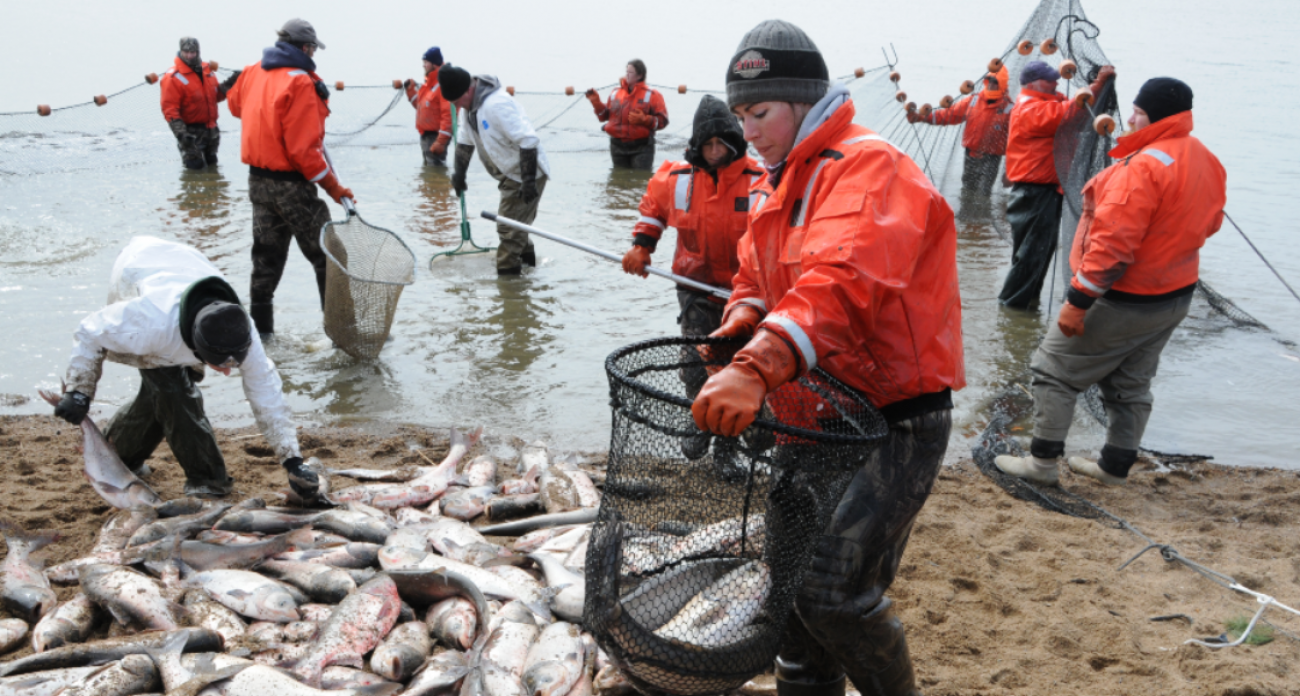 Study: Asian carp could thrive in Lake Michigan, despite earlier doubts