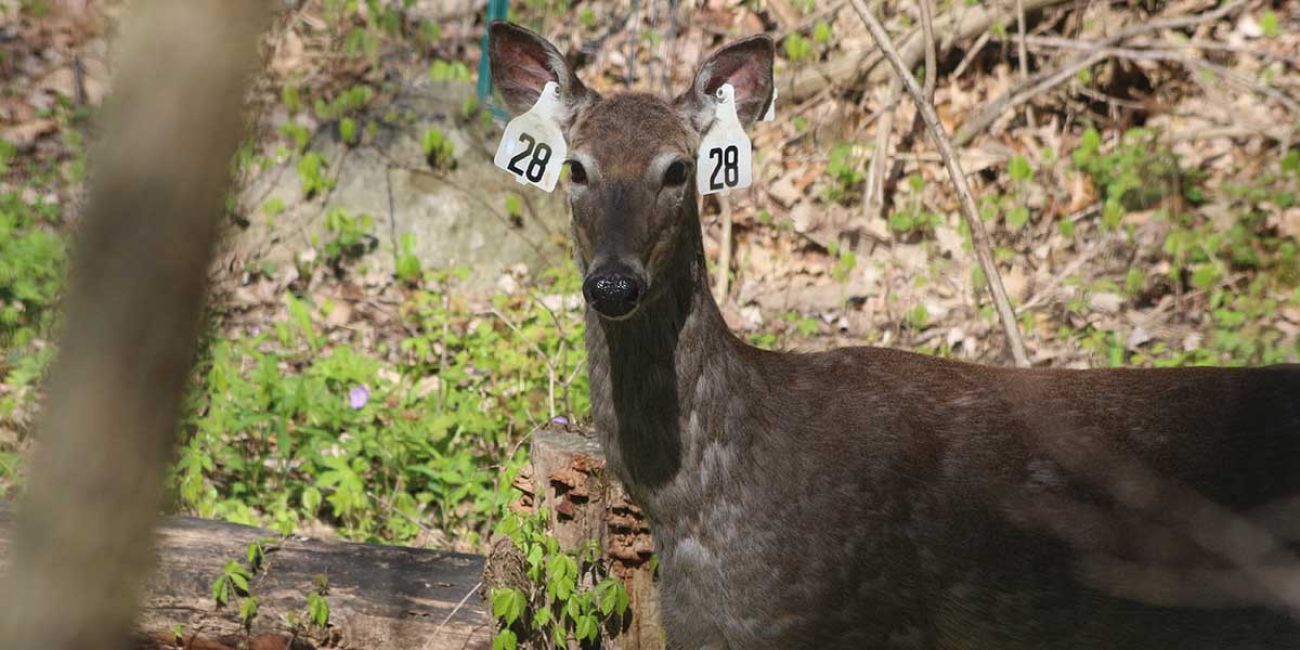 Woman bags marriage proposal shortly after killing big buck on hunting trip