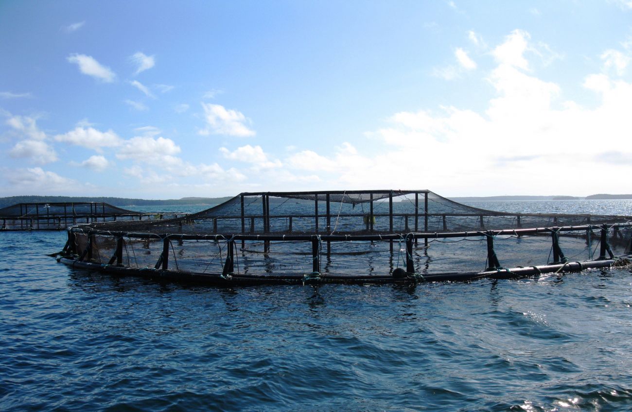 Ocean fish farm