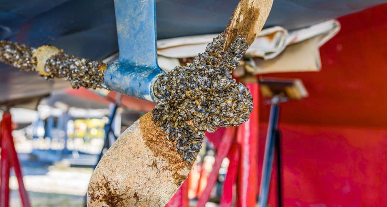 quagga mussel invasion