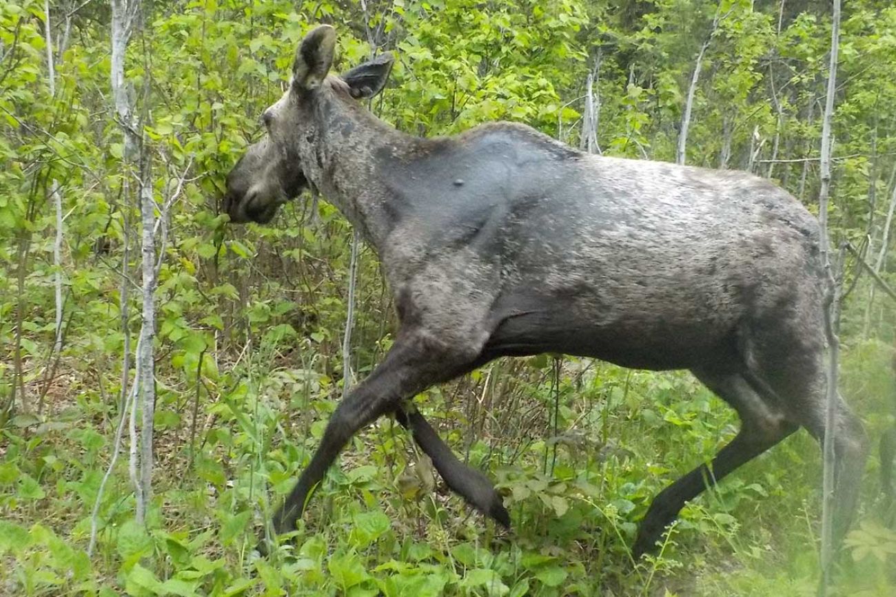 moose