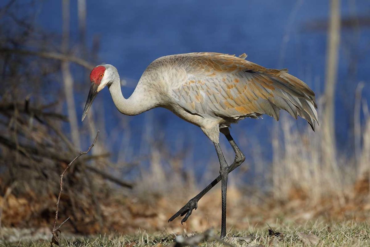 sandhill crane
