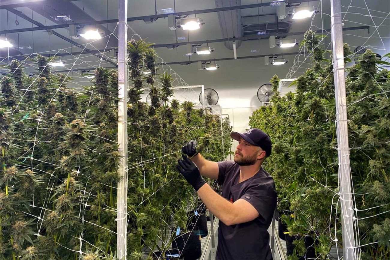 C3 Industries marijuana production plant