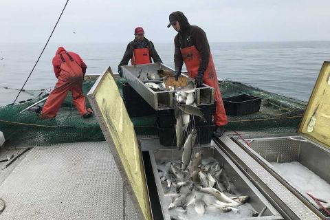 Crewmembers on Dana Serafin’s boat, Independence, pour whitefish into containers on the fishing boat this week