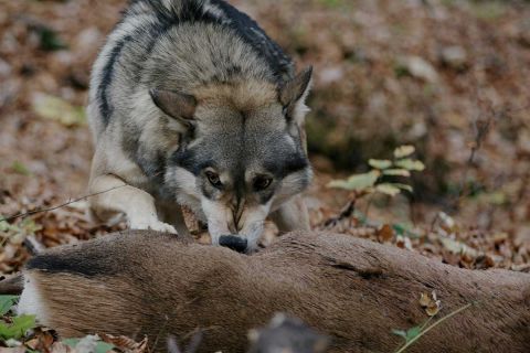 Can a Wolf and a Deer Procreate? - Homeostasis Lab