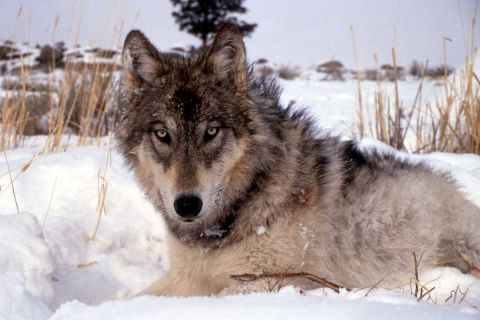Wolf wars: As Michigan packs grow, a battle brews over killing the  predators | Bridge Michigan