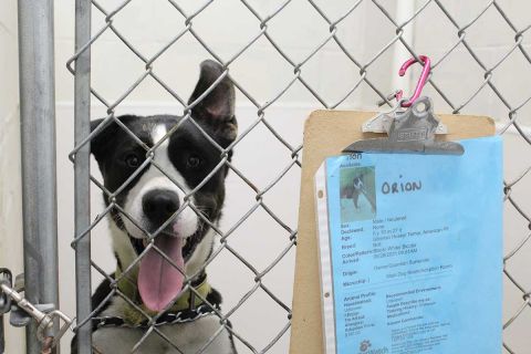 Michigan animal shelter blames economy for rising dog surrenders | Bridge Michigan Michigan animal shelter blames economy for rising dog surrenders | Bridge Michigan