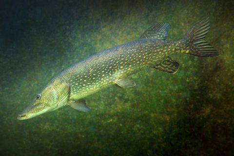 northern pike 