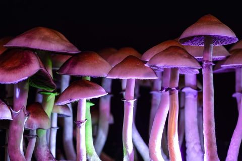 magic mushroom