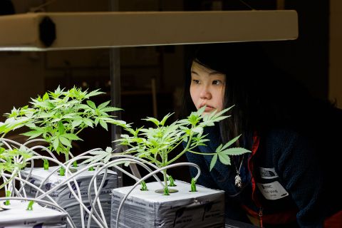 Kei Ving Wong looking at cannabis 