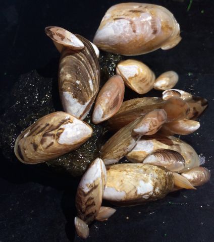 Quagga mussels 