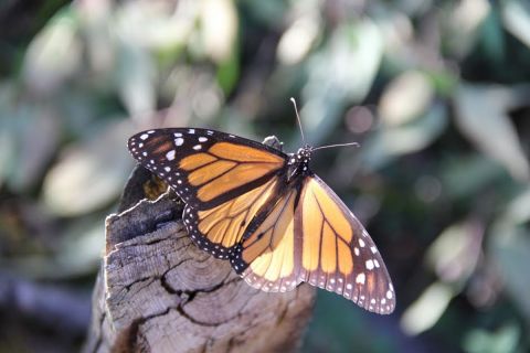 monarch butterfly