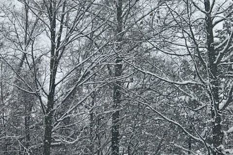 snow trees