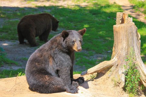 two bears