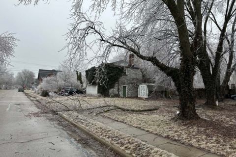 ice tree with a tree on the ground