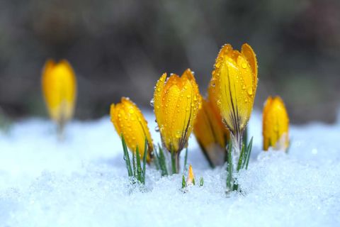 Crocuses grow under snow on a spring sunny day. Beautiful yellow primroses in the garden.