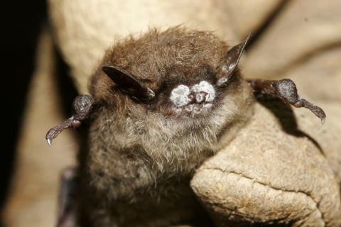 Bat with white nose